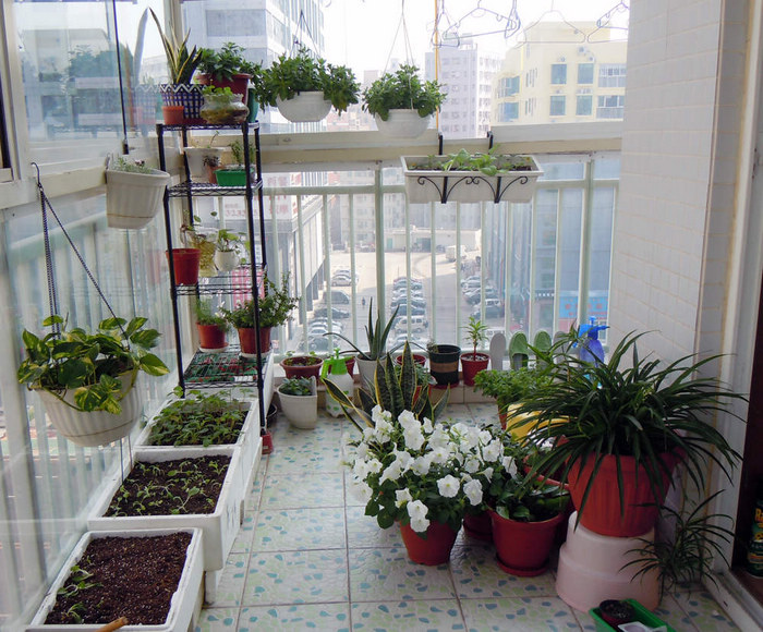 可摆放在阳台上的风水生旺类植物大致有以下几种