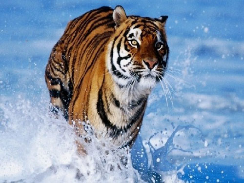 做梦梦到了被老虎和豹子追是什么意思呢